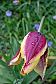 LILY FLOWERING HYBRID TULIPS