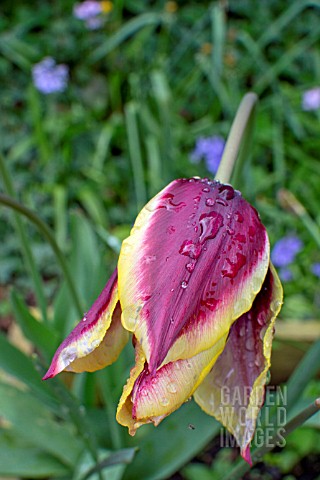 LILY_FLOWERING_HYBRID_TULIPS