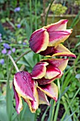 LILY FLOWERING HYBRID TULIPS