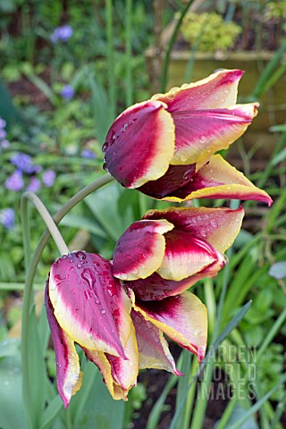 LILY_FLOWERING_HYBRID_TULIPS