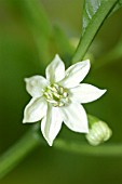 CAPSICUM GROSSUM