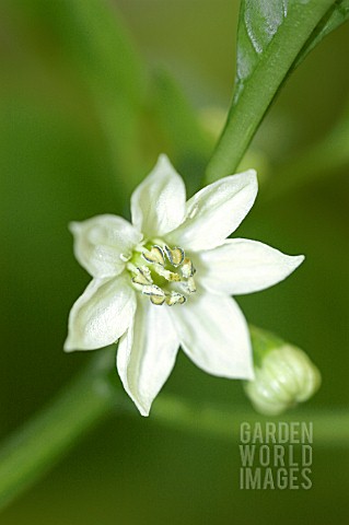 CAPSICUM_GROSSUM