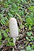 COPRINUS COMATUS MUSHROOM