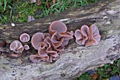 CUP FUNGI ON ROTTING WOOD OF AN OLD LOG TREE TRUNK