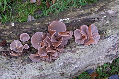 CUP_FUNGI_ON_ROTTING_WOOD_OF_AN_OLD_LOG_TREE_TRUNK