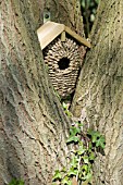 BIRD BOX POSITIONED IN A TREE