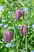 FRITILLARIA MELEAGRIS