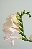 WHITE FREESIA