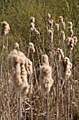 TYPHA LATIFOLIA, REEDMACE