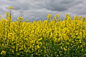 BRASSICA NAPUS OLEIFERA, OILSEED RAPE