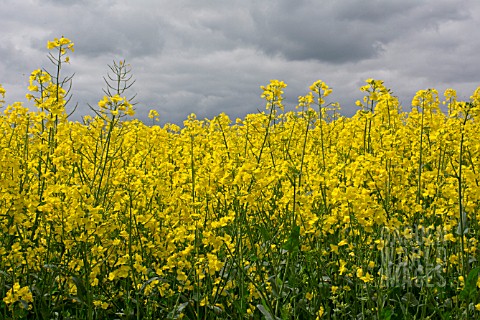 BRASSICA_NAPUS_OLEIFERA_OILSEED_RAPE