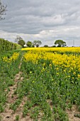 BRASSICA NAPUS OLEIFERA, OILSEED RAPE