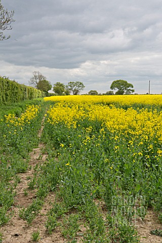 BRASSICA_NAPUS_OLEIFERA_OILSEED_RAPE