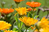 CALENDULA OFFICINALIS