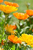 CALENDULA OFFICINALIS