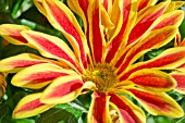 CHRYSANTHEMUM