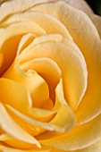 YELLOW ROSE