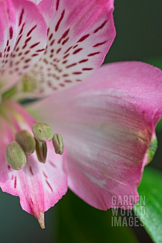 ALSTROEMERIA