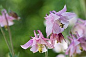 AQUILEGIA