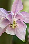 AQUILEGIA