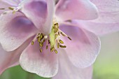 AQUILEGIA