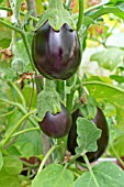 SOLANUM MELONGENA, AUBERGINE