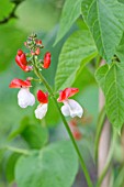 FLOWERS ON RUNNER BEAN ST GEORGE