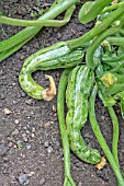 MISSHAPEN COURGETTES, CUCURBITA PEPO