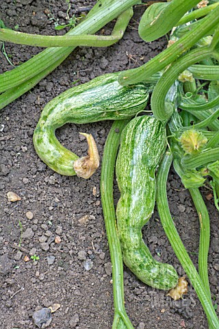 MISSHAPEN_COURGETTES_CUCURBITA_PEPO