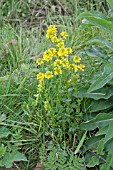 BARBAREA VULGARIS, COMMON WINTER-CRESS, YELLOW ROCKET