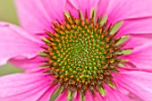 ECHINACEA PURPUREA