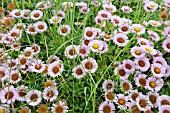 ERIGERON GLAUCUS, BEACH ASTER