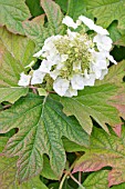 HYDRANGEA QUERCIFOLIA, OAK LEAVED HYDRANGEA