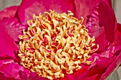 PAEONIA LACTIFLORA SWORD DANCE