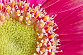 GERBERA JAMESONII