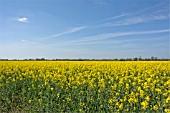 BRASSICA NAPUS, FIELD OF OILSEED RAPE PLANTS IN FLOWER