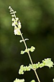 TEUCRIUM SCORODONIA CRISPUM MARGINATUM