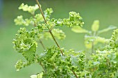 TEUCRIUM SCORODONIA CRISPUM MARGINATUM