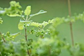 TEUCRIUM SCORODONIA CRISPUM MARGINATUM