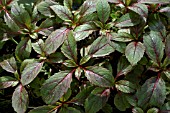 IMPATIENS ROYLEI SYN. GLANDULIFERA