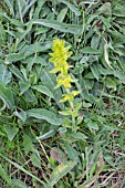 CRUCIATA LAEVIPES, CROSSWORT