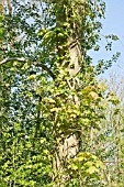 HEDERA HELIX AND ACER PSEUDOPLATANUS, IVY ENTWINING A SYCAMORE TREE