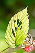 SNAIL DAMAGE TO A RASPBERRY LEAF, RUBUS IDAEUS