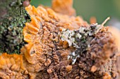 LICHEN ON TREE BRANCH