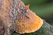 LICHEN ON TREE BRANCH