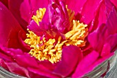 PAEONIA LACTIFLORA KARL ROSENFIELD