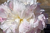 PAEONIA LACTIFLORA SHIRLEY TEMPLE