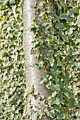 HEDERA HELIX VARIEGATA, GROWING ON BETULA PENDULA