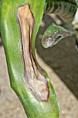 FUNGAL LEAF SPOT ON AECHMEA FASCIATA