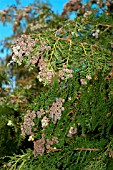 CHAMAECYPARIS LAWSONIANA